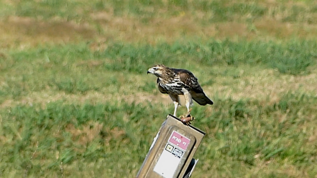 カタアカノスリ - ML643255344