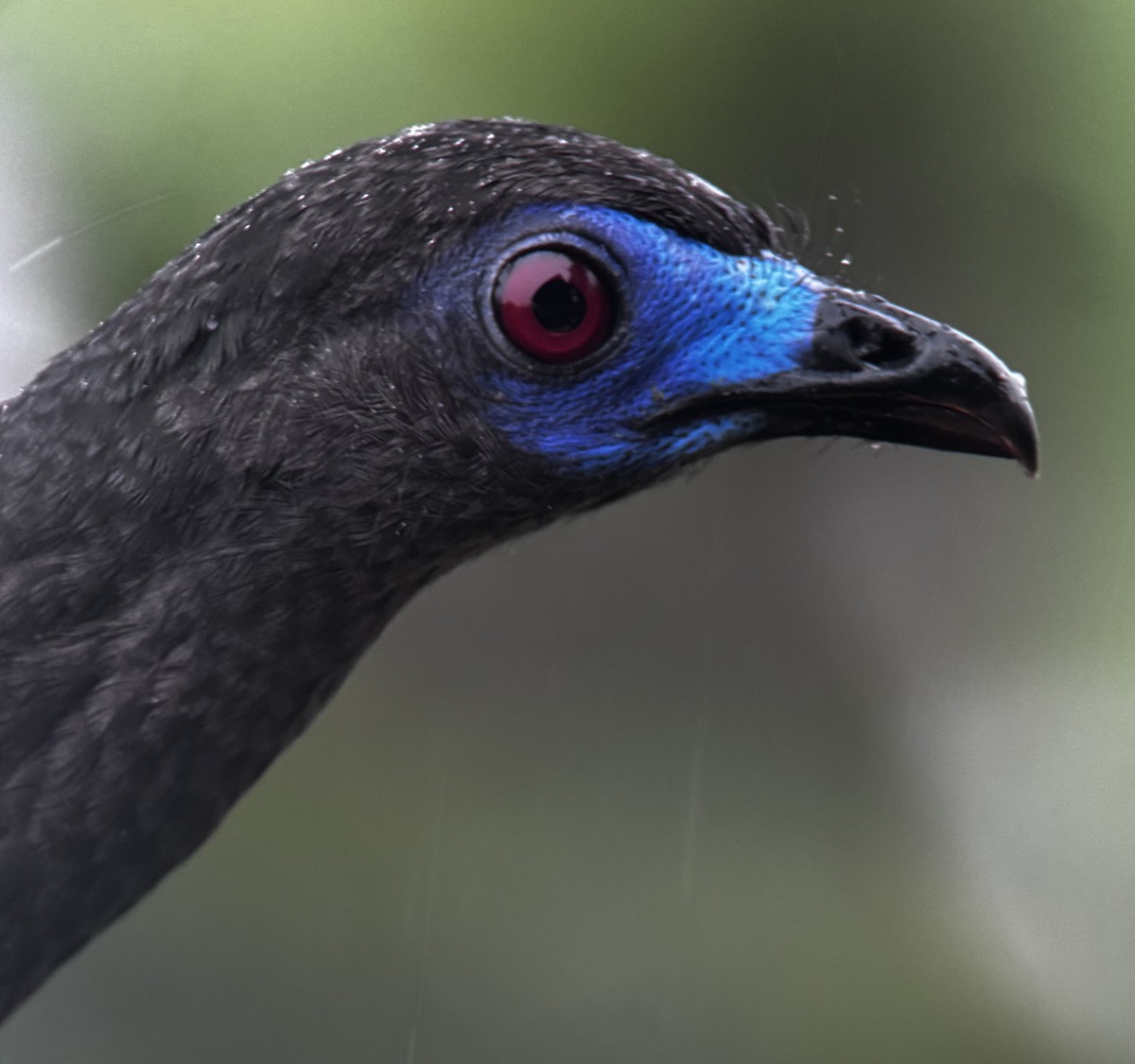 Sickle-winged Guan - ML643255347
