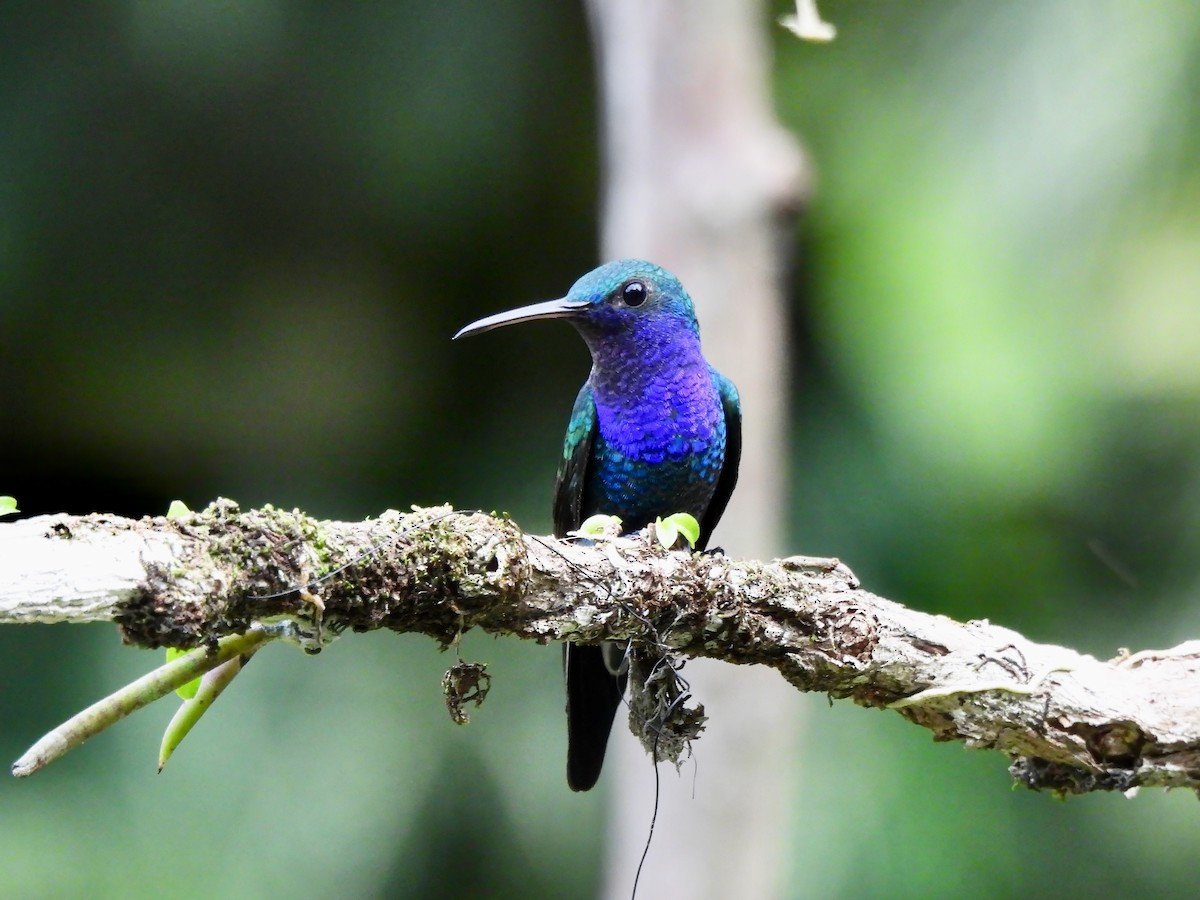 Sapphire-throated Hummingbird - ML643255350