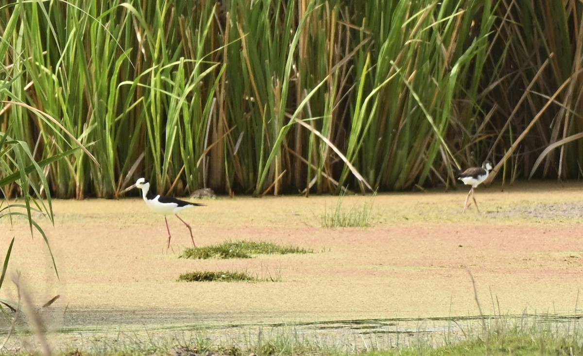 Black-necked Stilt - ML643255351
