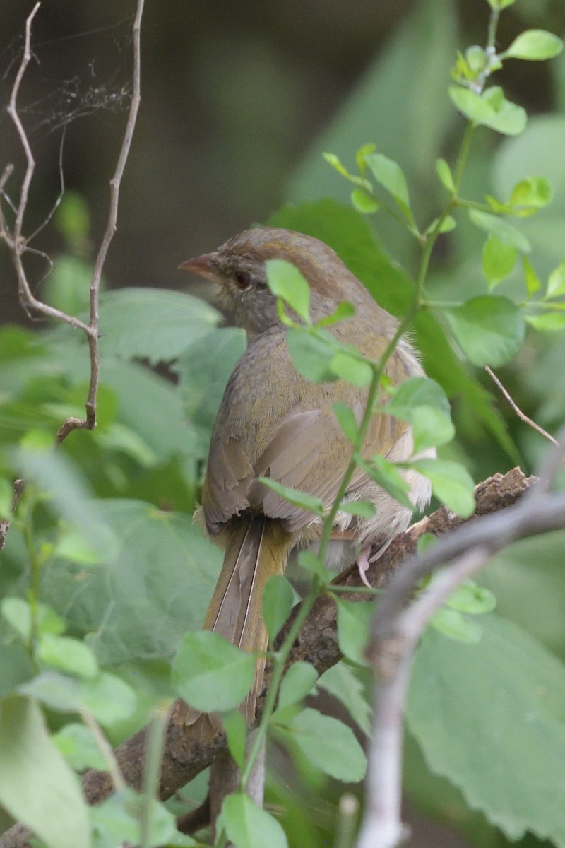 Olive Sparrow - ML643255357