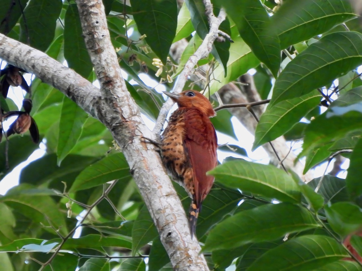 Cinnamon Woodpecker - ML643255369