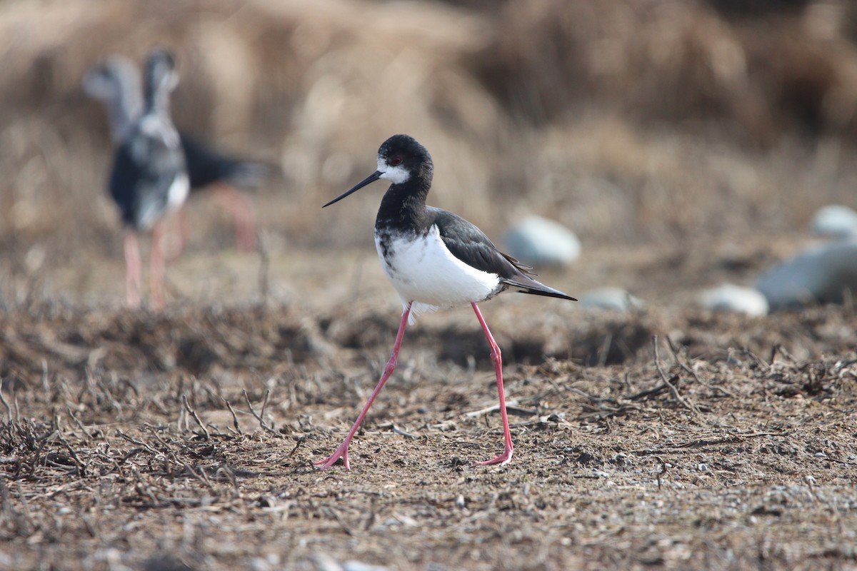 Pied x Black Stilt (hybrid) - ML643255371