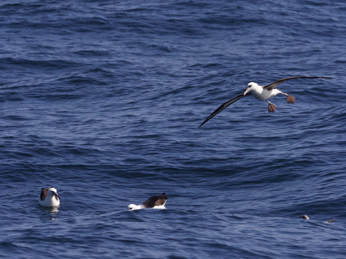 Laysanalbatros - ML643255381