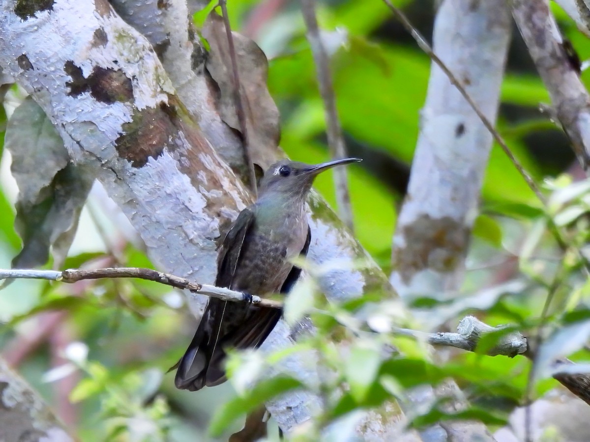 Scaly-breasted Hummingbird - ML643255383