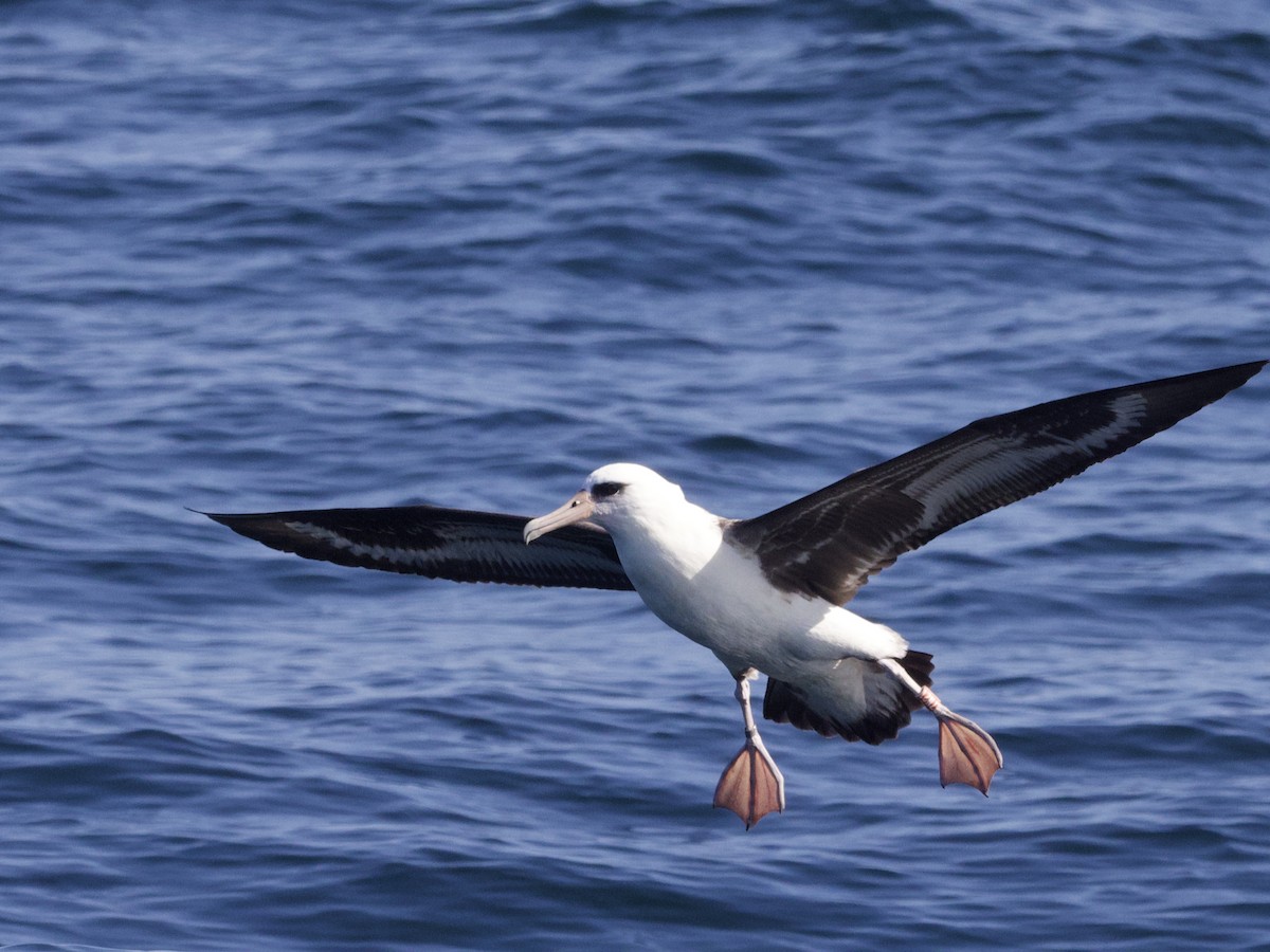 Laysanalbatros - ML643255390