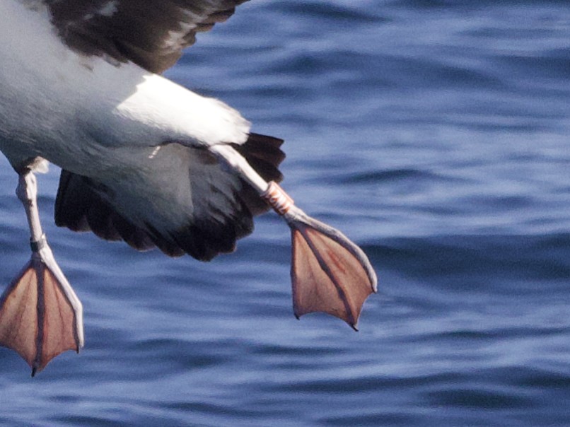 Laysanalbatros - ML643255394