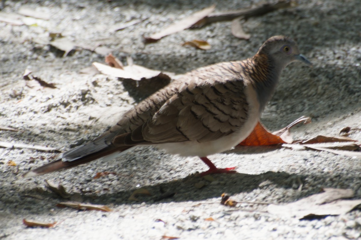 Bar-shouldered Dove - ML643255395