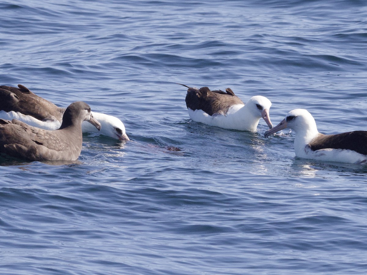 Laysanalbatros - ML643255409