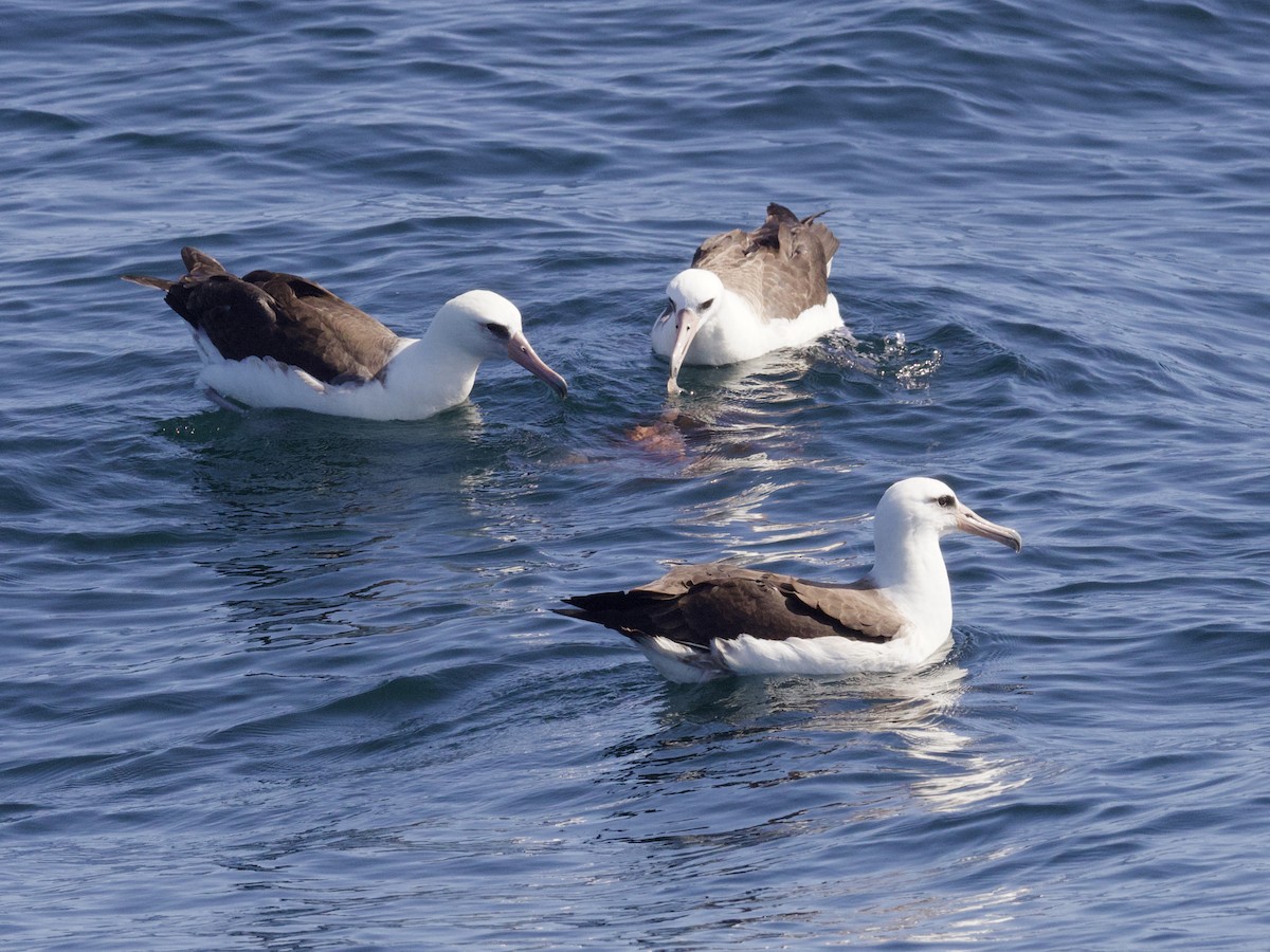 Laysanalbatros - ML643255410