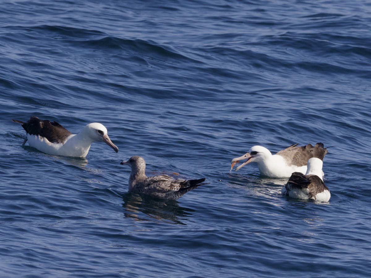 Laysanalbatros - ML643255411
