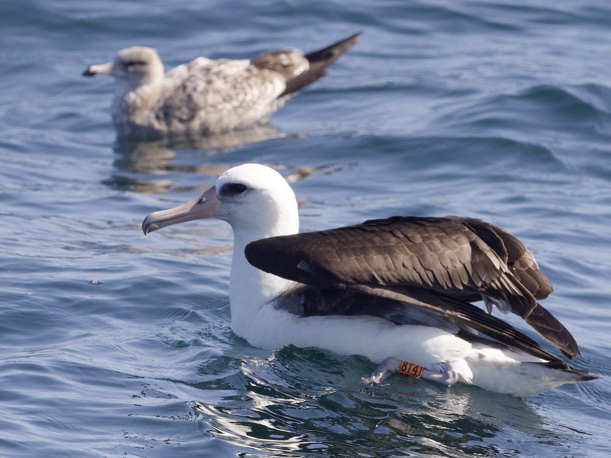 Laysanalbatros - ML643255416