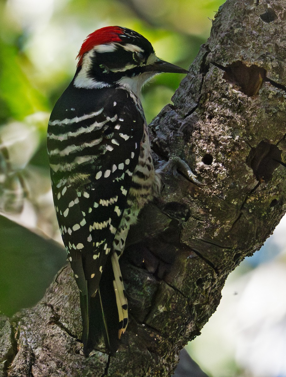Nuttall's Woodpecker - ML643255424