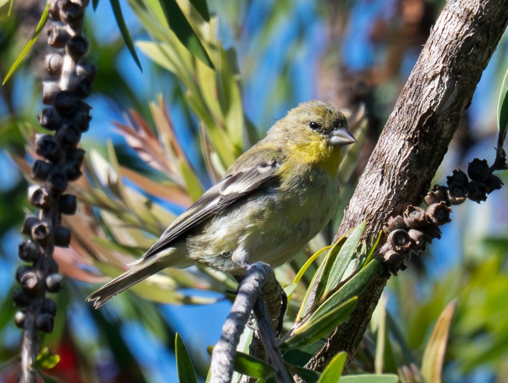 Lesser Goldfinch - ML643255435