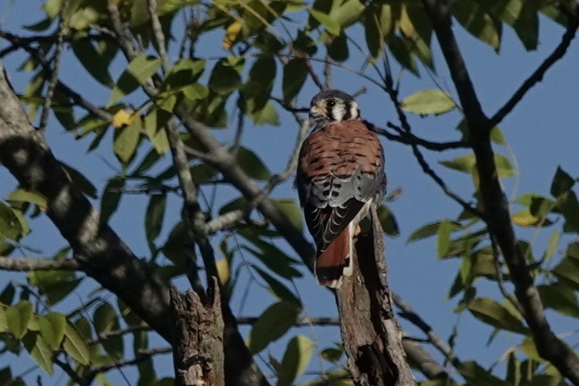 American Kestrel - ML643255440