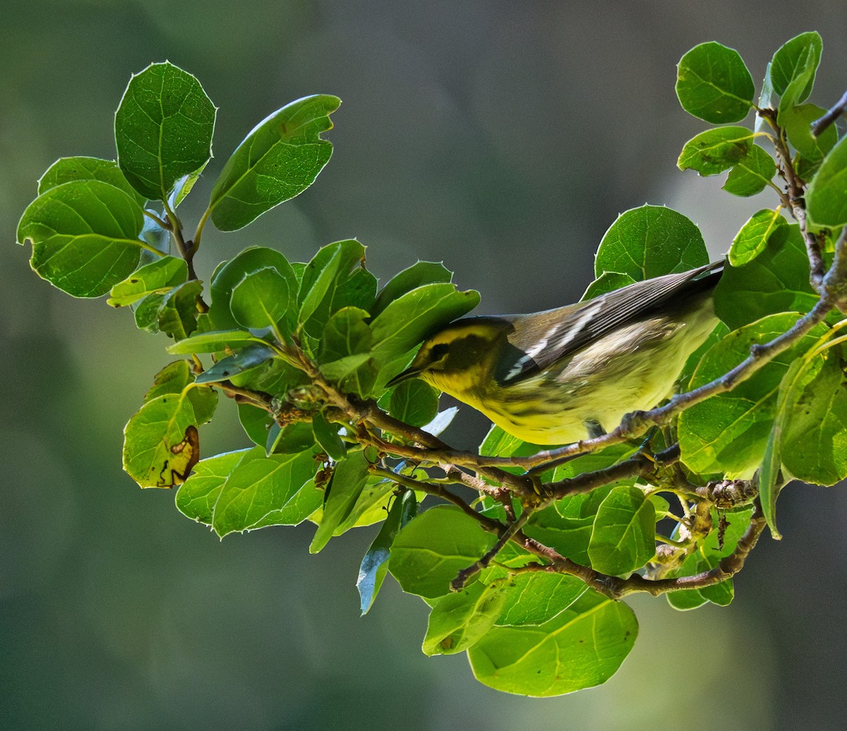Townsend's Warbler - ML643255452