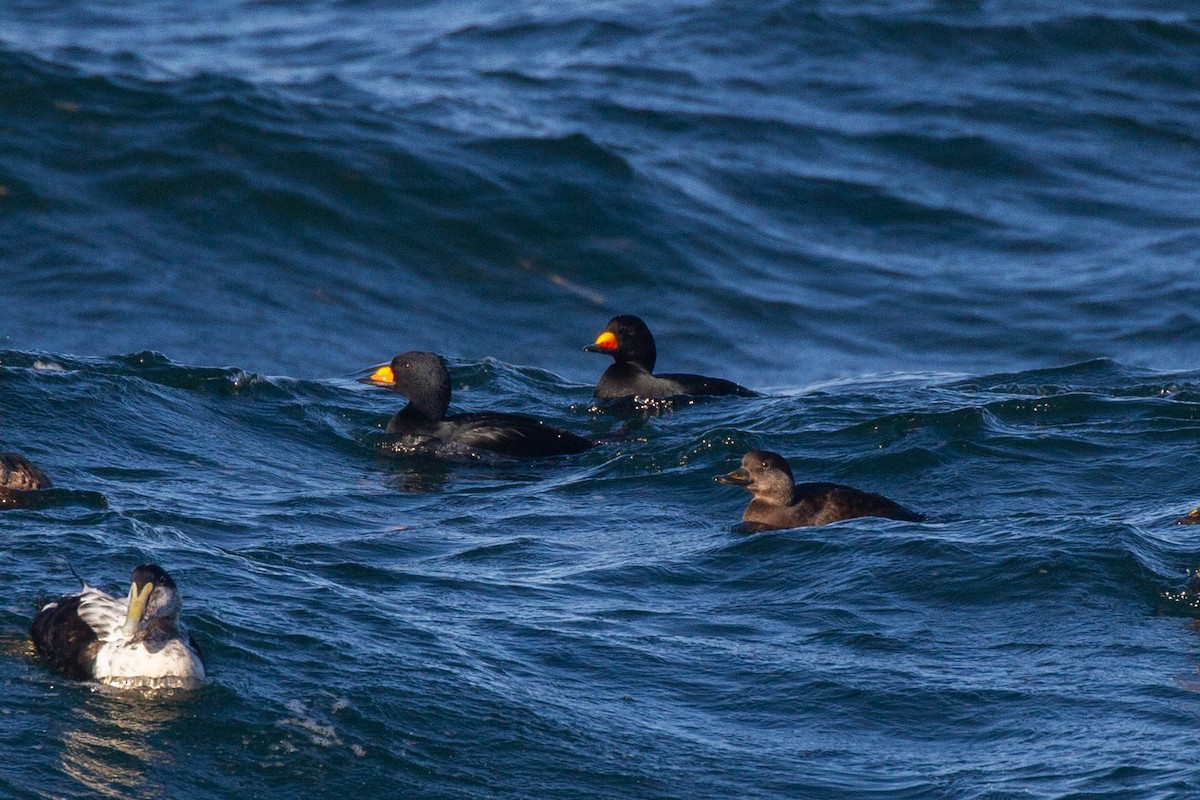 Black Scoter - ML643255455