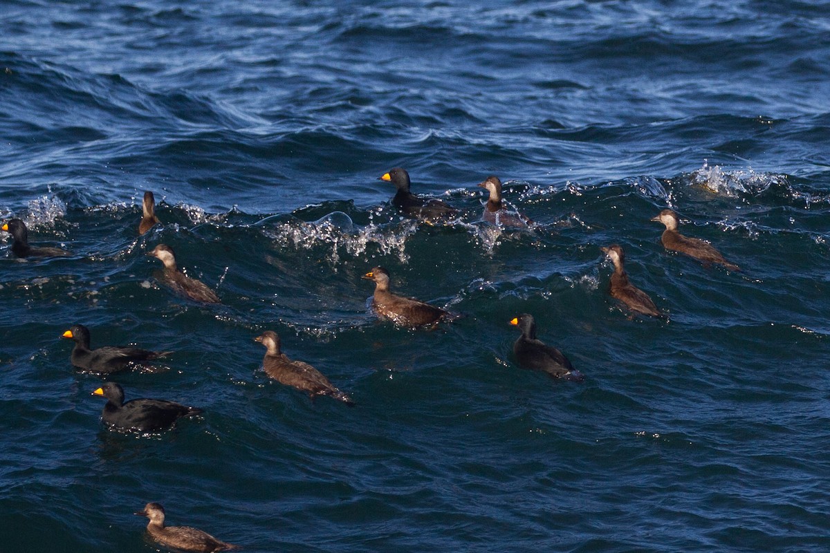 Black Scoter - ML643255466