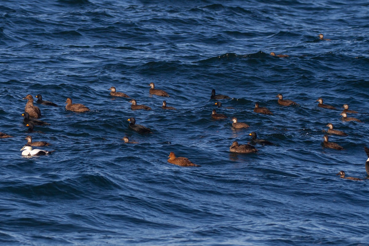 Black Scoter - ML643255471