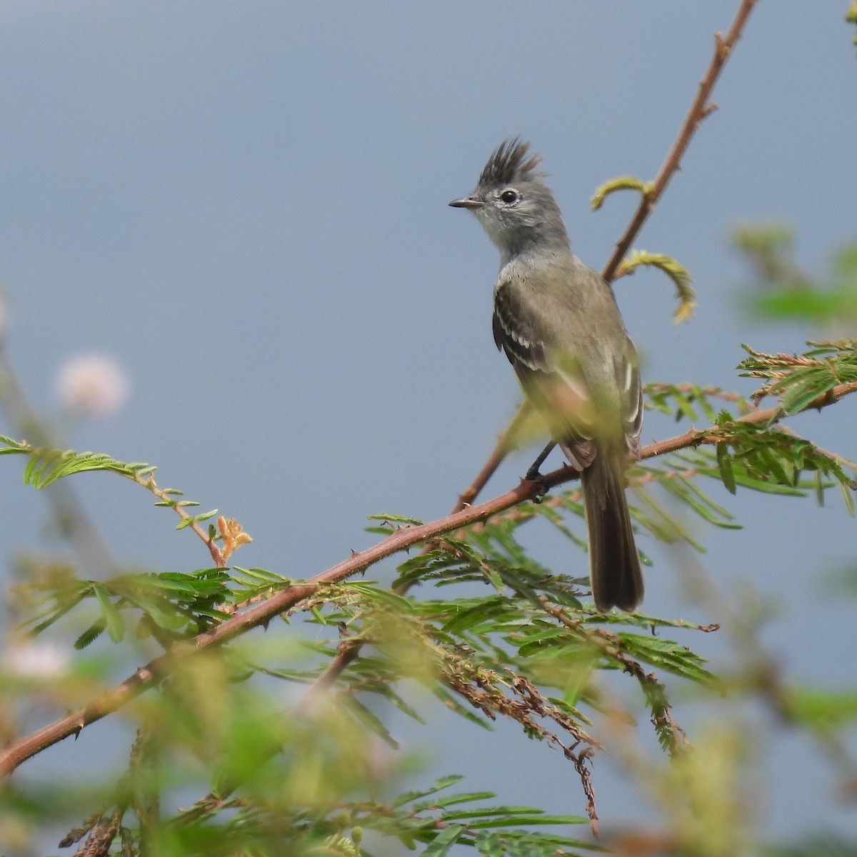 Sooty-crowned Flycatcher - ML643255476