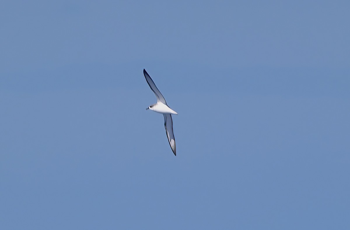 Cook's Petrel - ML643255479