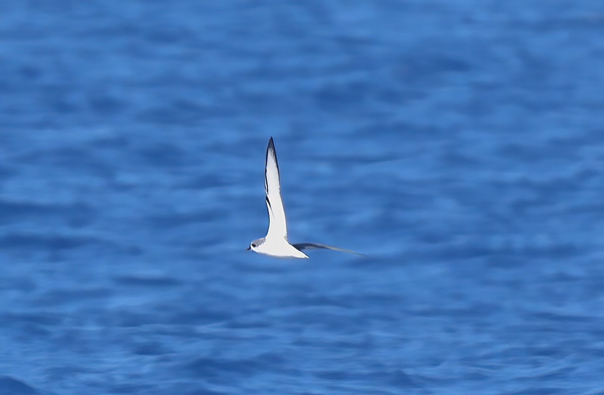 Cook's Petrel - ML643255480