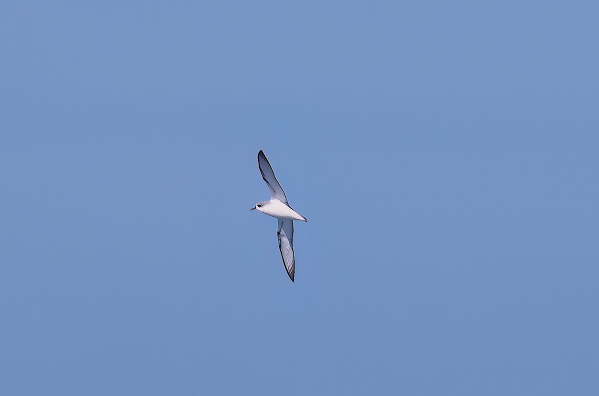 Cook's Petrel - ML643255481