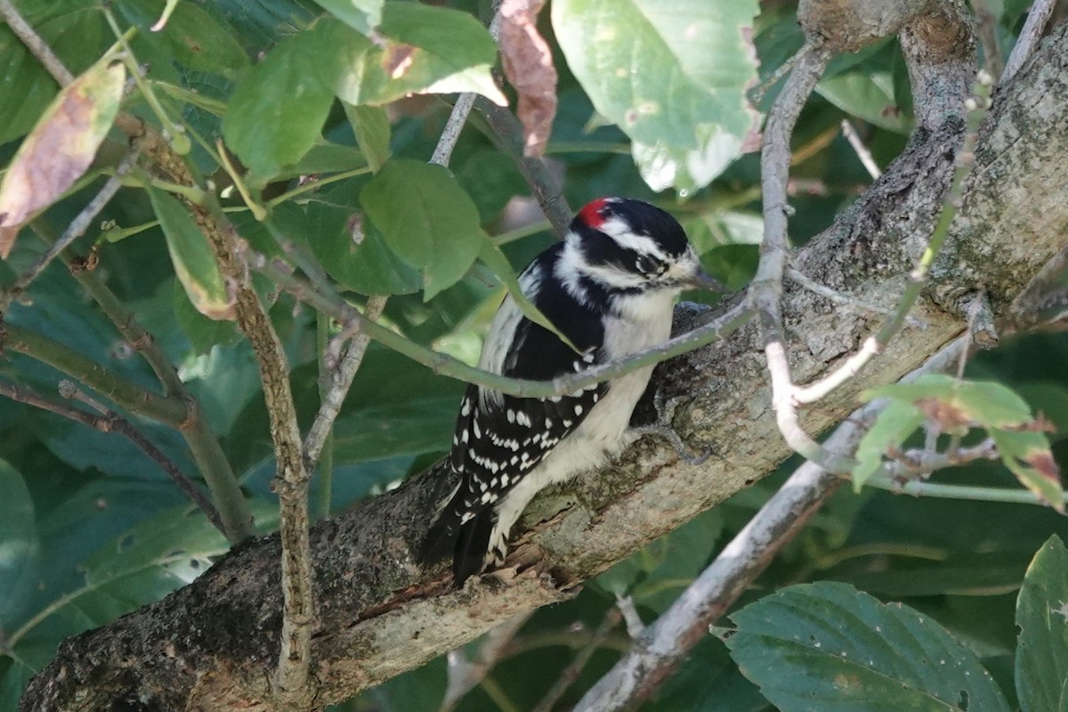 Downy Woodpecker - ML643255487