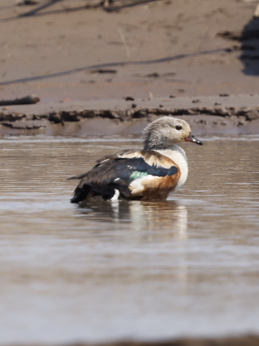 Orinoco Goose - ML643255495