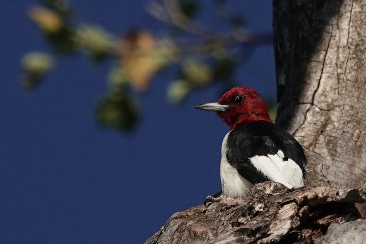 Red-headed Woodpecker - ML643255510