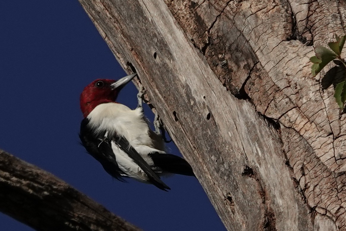 Red-headed Woodpecker - ML643255511