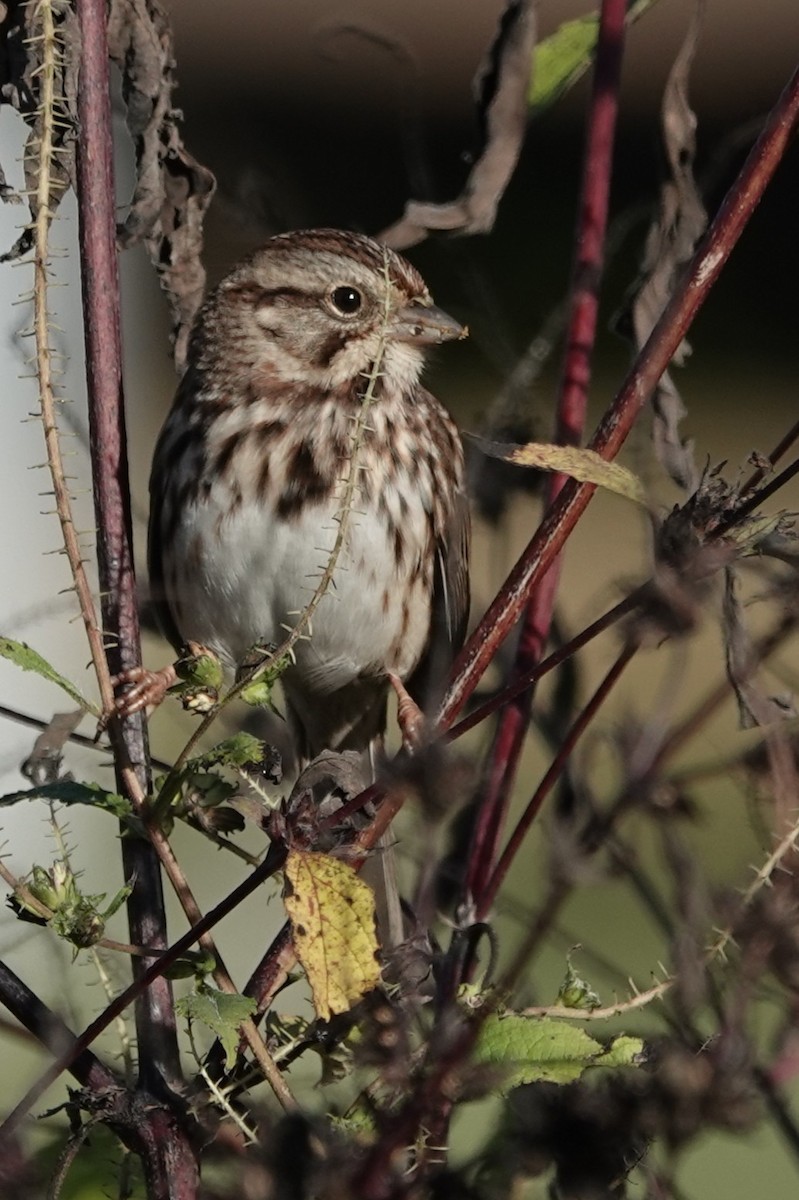 Song Sparrow - ML643255522