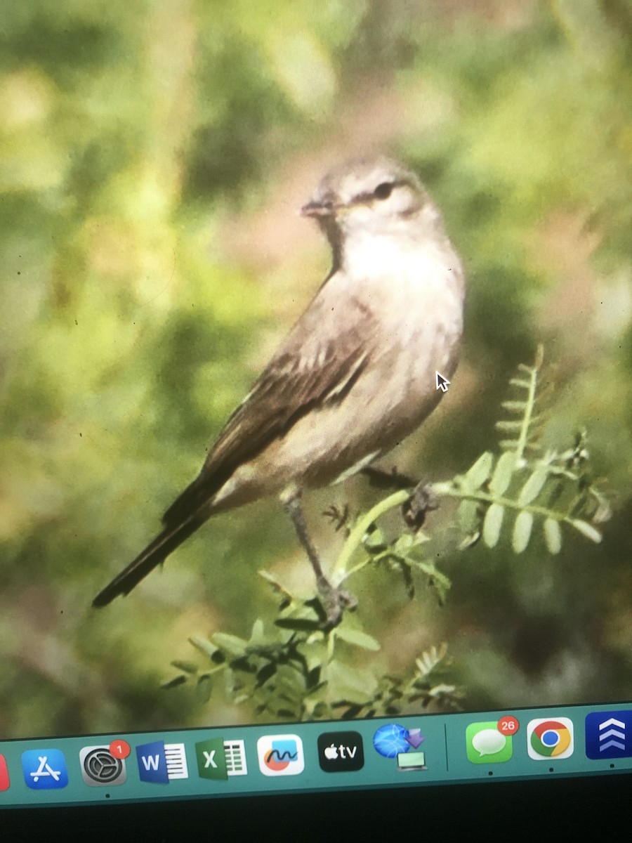 Spot-billed Ground-Tyrant - ML643255527