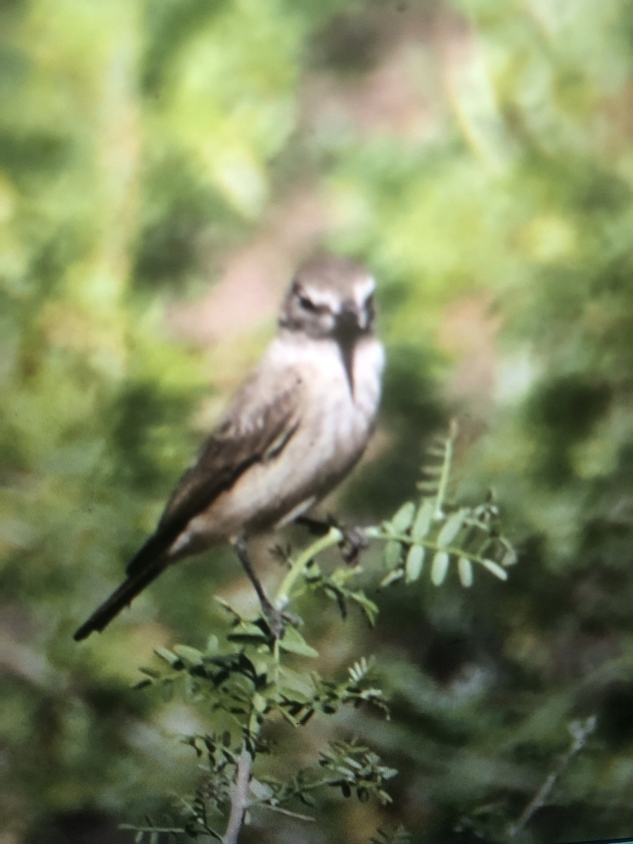 Spot-billed Ground-Tyrant - ML643255528