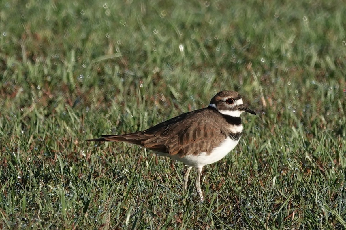 Killdeer - ML643255535