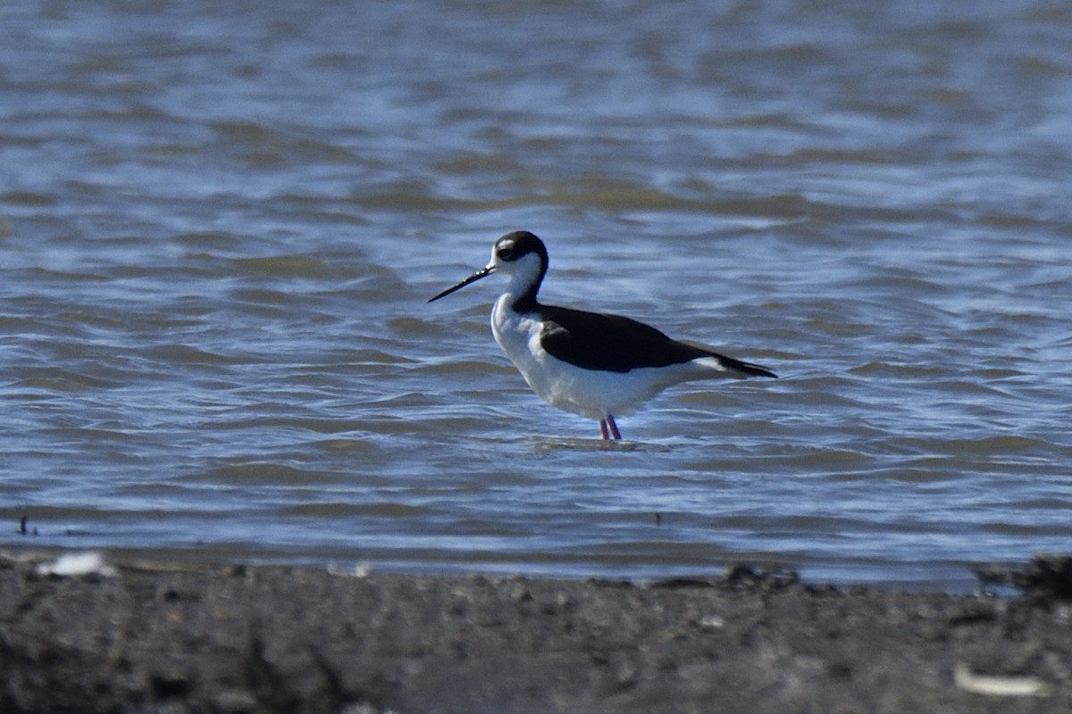 Black-necked Stilt - ML643255544
