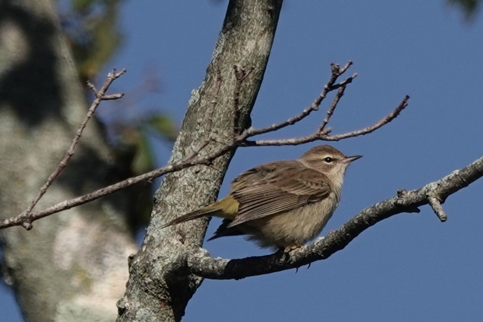 Palm Warbler - ML643255545