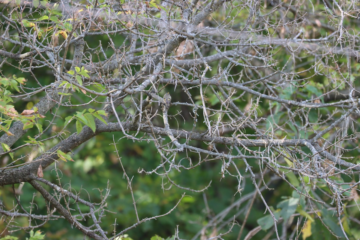 Golden-crowned Kinglet - ML643255547
