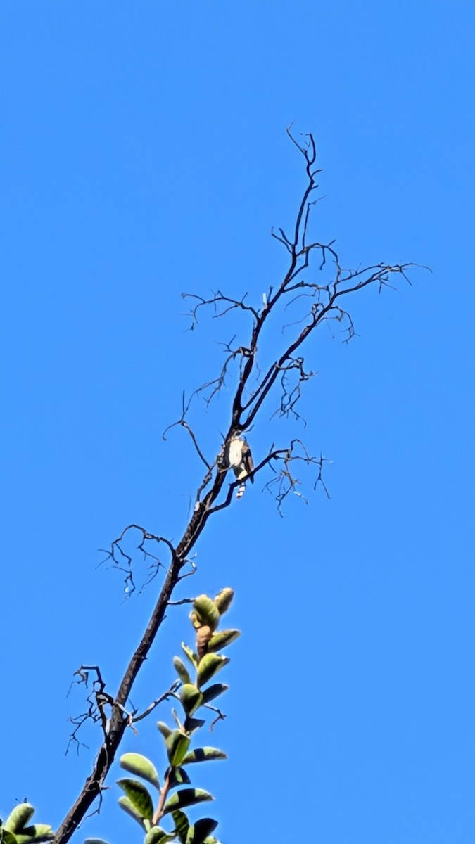 jestřáb chilský - ML643255557