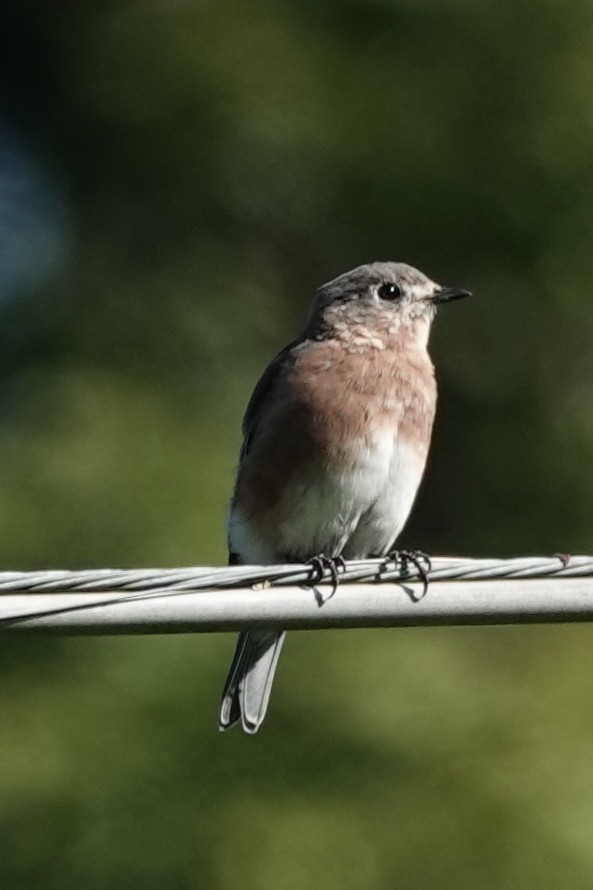Eastern Bluebird - ML643255580