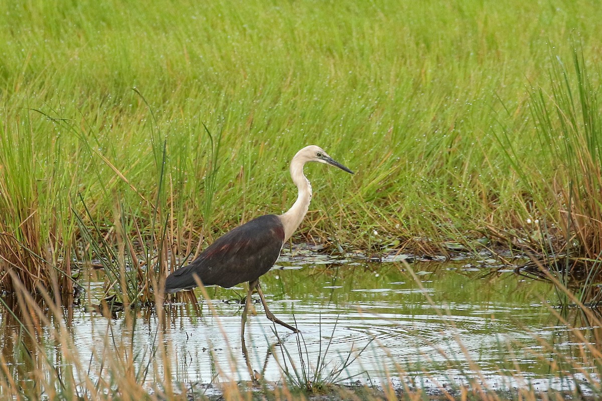 Pacific Heron - ML643255595