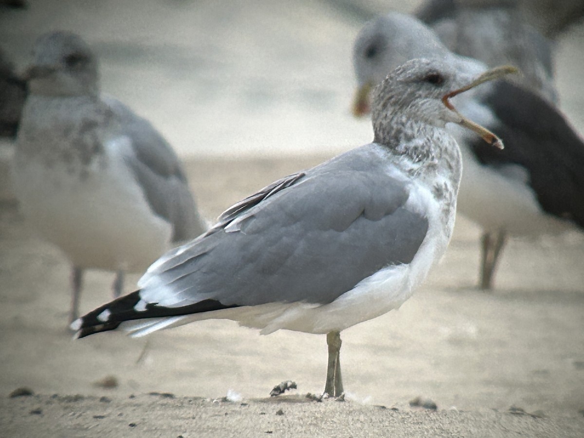 California Gull - ML643255598