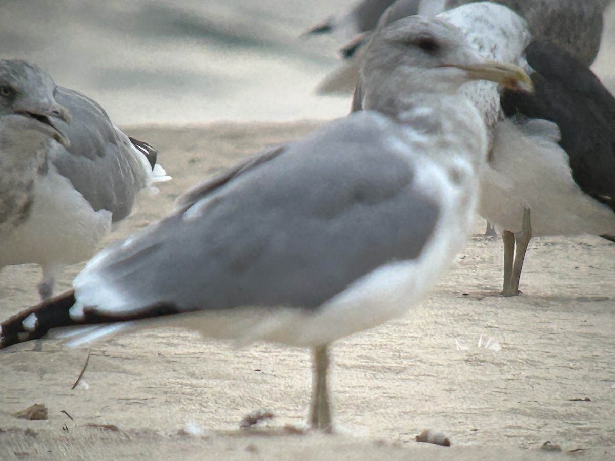 California Gull - ML643255600