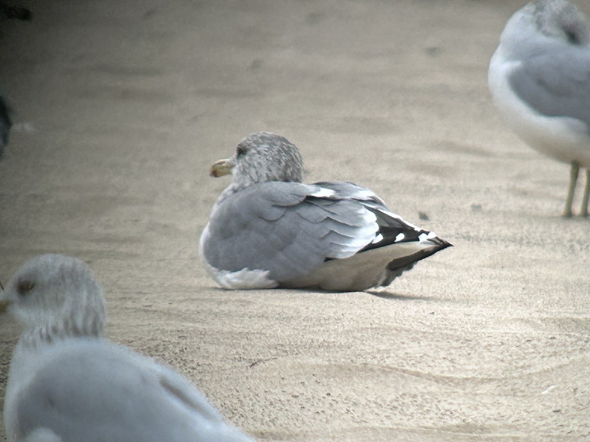 California Gull - ML643255602