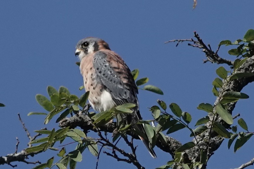 American Kestrel - ML643255608
