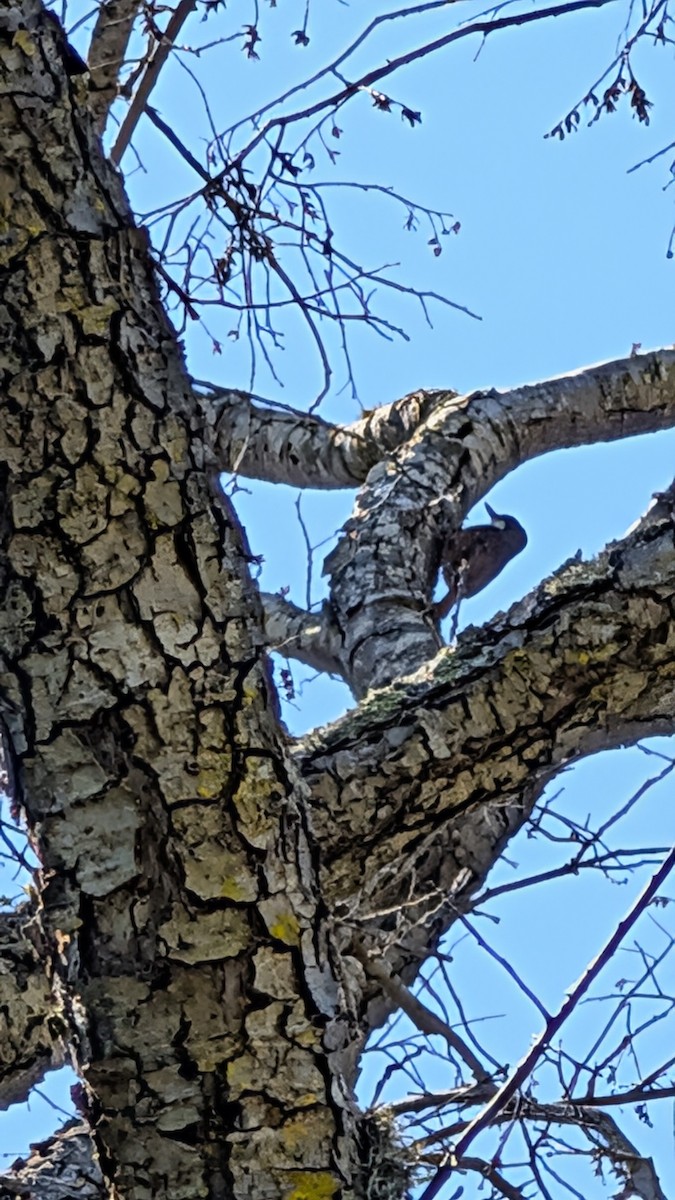 White-throated Treerunner - ML643255610