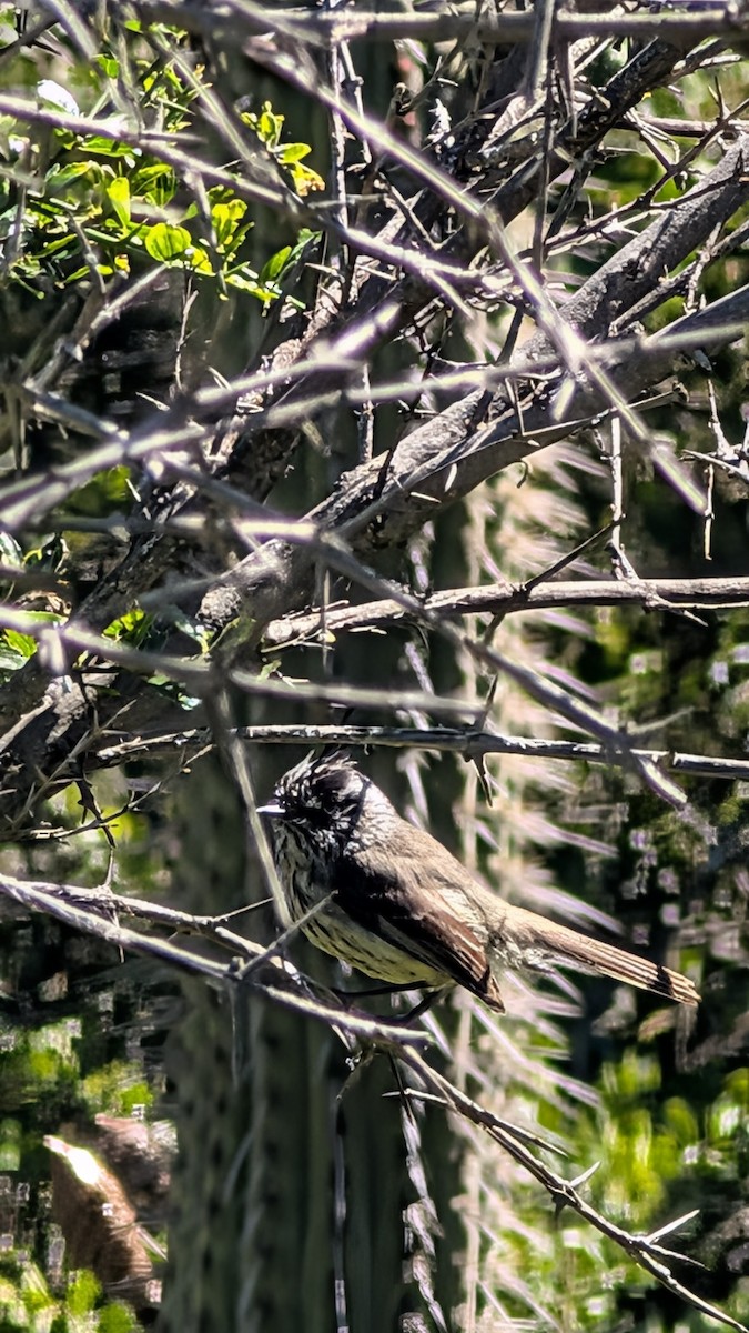 Tufted Tit-Tyrant - ML643255651