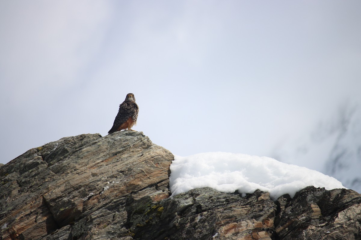 maorifalk - ML643255655