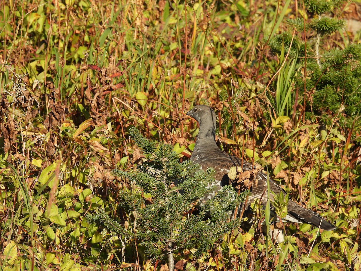 Dusky Grouse - ML643255659