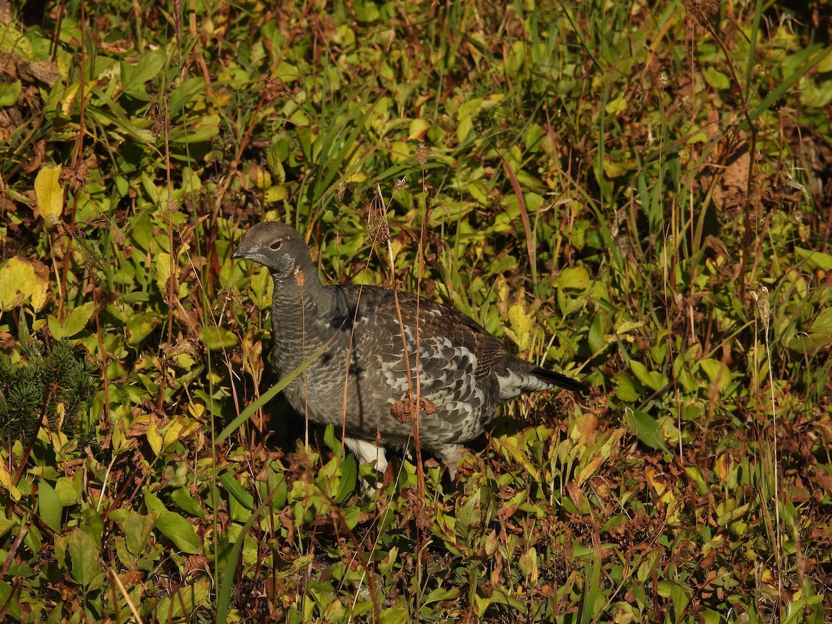 Dusky Grouse - ML643255664